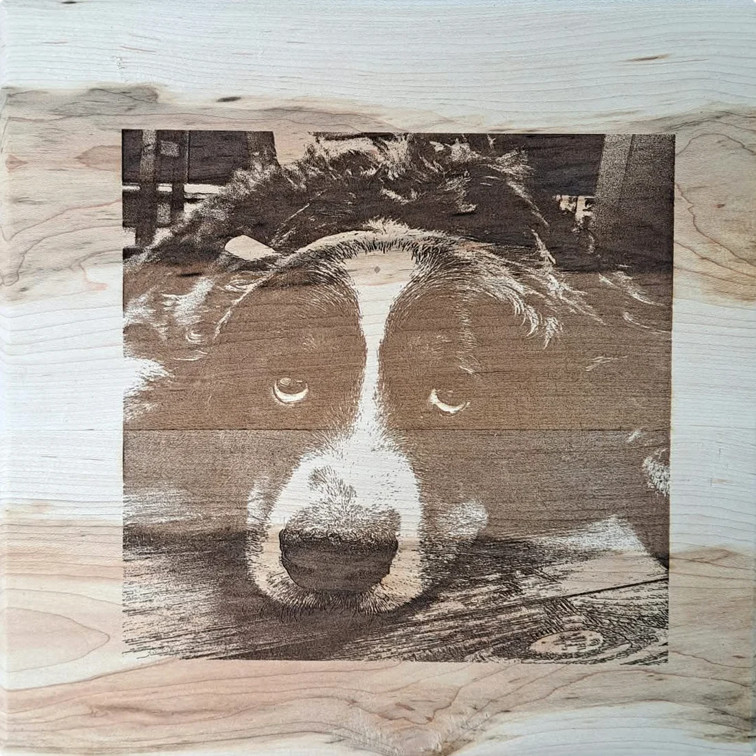 Laser-engraved photo of a border collie on a maple panel