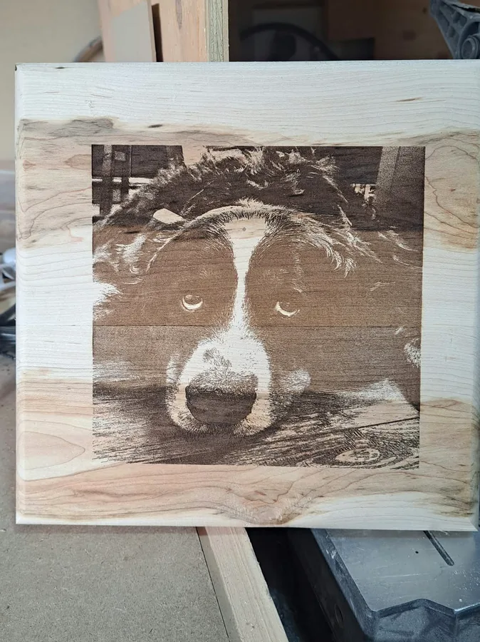 Laser-engraved border collie on a maple panel, on the workshop bench